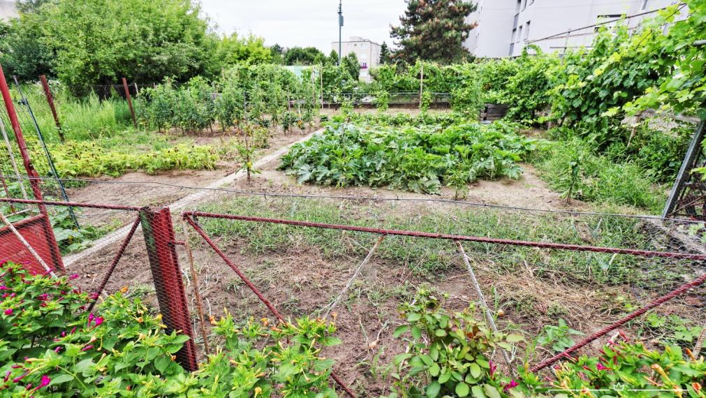 ABSOLUTE REAL / Stavebný pozemok 818 m2, ulica Na Grbe, Devínska Nová Ves, (voda, elektrina, plyn, kanalizácia, studňa - na pozemku), dostupná optika